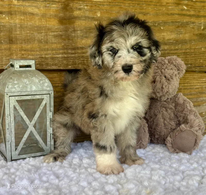 Sassy – Aussiedoodle puppy for sale in Bogue Chitto, MS