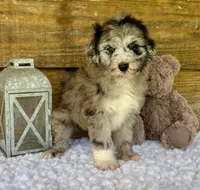 Sassy, a female Aussiedoodle for sale in Bogue Chitto, MS – 1 of 4