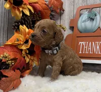 Oliver, a male Cockapoo for sale in Bogue Chitto, MS – 4 of 5