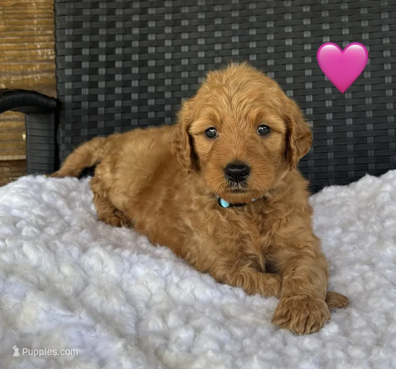 Ginger – Goldendoodle puppy for sale in Bogue Chitto, MS