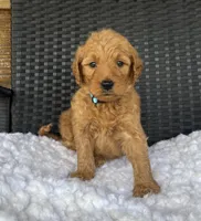 Ginger, a female Goldendoodle for sale in Bogue Chitto, MS – 4 of 5