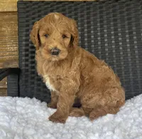 F1b Sophie, a female Goldendoodle for sale in Bogue Chitto, MS – 4 of 4