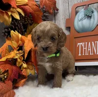 Roxie, a female Cockapoo for sale in Bogue Chitto, MS – 2 of 3