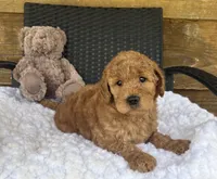 F1b Jax, a male Goldendoodle for sale in Bogue Chitto, MS – 5 of 5