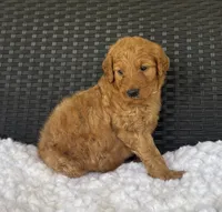 Winnie, a female Goldendoodle for sale in Bogue Chitto, MS – 4 of 5