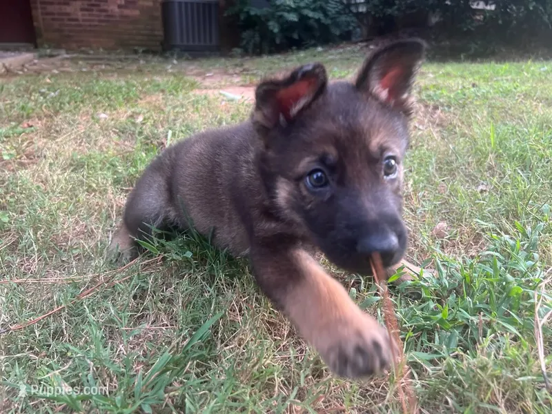 Chase – German Shepherd Dog puppy for sale in Atlanta, GA