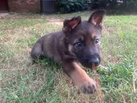 Chase, a male German Shepherd Dog for sale in Atlanta, GA – 1 of 2