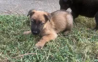 Simon, a male German Shepherd Dog for sale in Atlanta, GA – 2 of 2