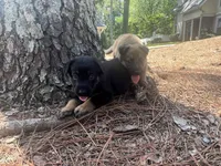 Willow, a female German Shepherd Dog for sale in Atlanta, GA – 2 of 3