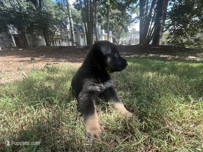 Willow – German Shepherd Dog puppy for sale in Atlanta, GA