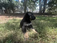 Willow, a female German Shepherd Dog for sale in Atlanta, GA – 1 of 3