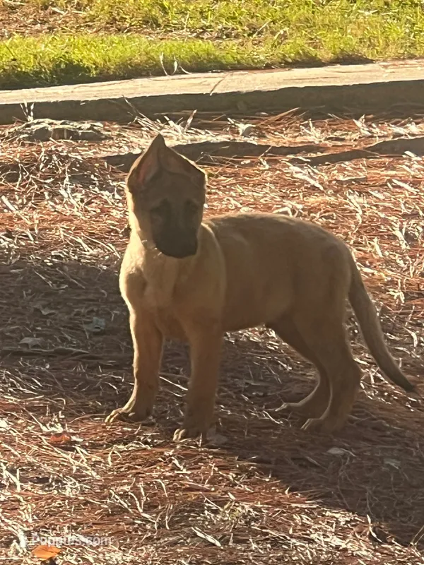 Bruno – German Shepherd Dog puppy for sale in Atlanta, GA
