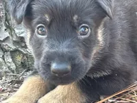 Willow, a female German Shepherd Dog for sale in Atlanta, GA – 3 of 3