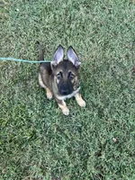 Chase, a male German Shepherd Dog for sale in Atlanta, GA – 5 of 5
