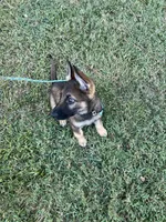 Chase, a male German Shepherd Dog for sale in Atlanta, GA – 3 of 5