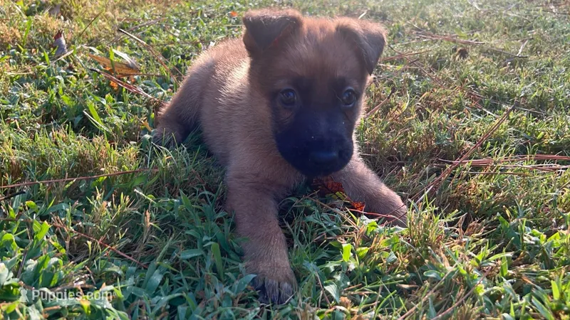 Simon – German Shepherd Dog puppy for sale in Atlanta, GA
