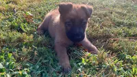 Simon, a male German Shepherd Dog for sale in Atlanta, GA – 1 of 2