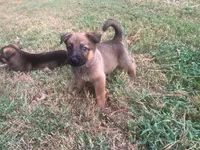 Bruno, a male German Shepherd Dog for sale in Atlanta, GA – 2 of 2