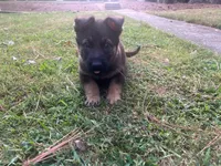 Chase, a male German Shepherd Dog for sale in Atlanta, GA – 2 of 2