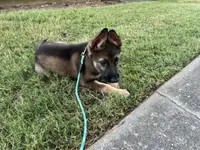 Chase, a male German Shepherd Dog for sale in Atlanta, GA – 4 of 5