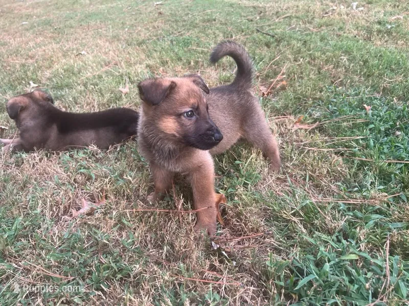 Bruno – German Shepherd Dog puppy for sale in Atlanta, GA