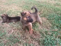 Bruno, a male German Shepherd Dog for sale in Atlanta, GA – 1 of 2