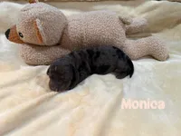 Monica, a female Dachshund for sale in Rome, GA – 7 of 10