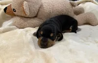 Ross, a male Dachshund for sale in Rome, GA – 7 of 10
