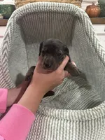Monica, a female Dachshund for sale in Rome, GA – 10 of 10