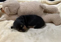 Ross, a male Dachshund for sale in Rome, GA – 3 of 10