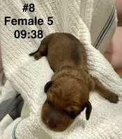 Janice, a female Dachshund for sale in Rome, GA – 2 of 10