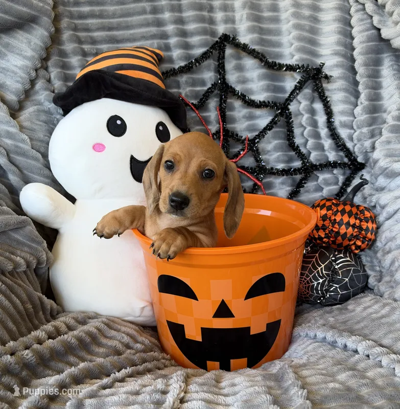 Carol – Dachshund puppy for sale in Rome, GA