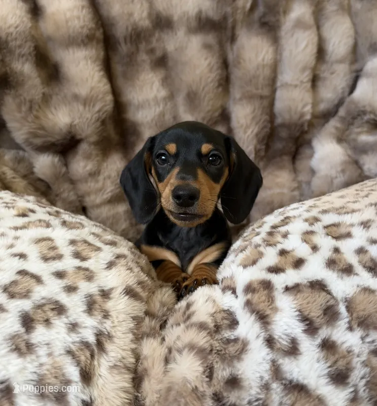 Ross – Dachshund puppy for sale in Rome, GA