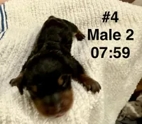 Ross, a male Dachshund for sale in Rome, GA – 6 of 10