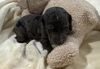 Monica, a female Dachshund for sale in Rome, GA – 6 of 10