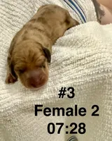 Carol, a female Dachshund for sale in Rome, GA – 5 of 10