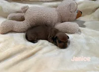 Janice, a female Dachshund for sale in Rome, GA – 10 of 10