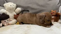Carol, a female Dachshund for sale in Rome, GA – 3 of 10