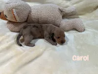 Carol, a female Dachshund for sale in Rome, GA – 9 of 10