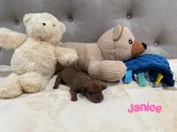 Janice, a female Dachshund for sale in Rome, GA – 9 of 10