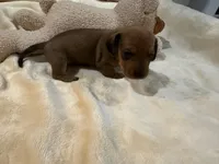 Janice, a female Dachshund for sale in Rome, GA – 8 of 10