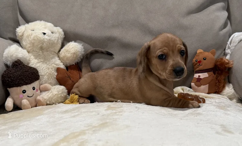 Carol – Dachshund puppy for sale in Rome, GA