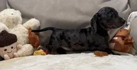 Monica, a female Dachshund for sale in Rome, GA – 2 of 10