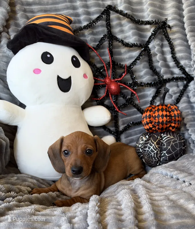 Janice – Dachshund puppy for sale in Rome, GA