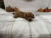 Carol, a female Dachshund for sale in Rome, GA – 8 of 10