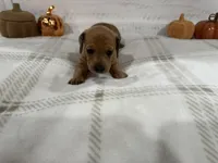 Carol, a female Dachshund for sale in Rome, GA – 6 of 10