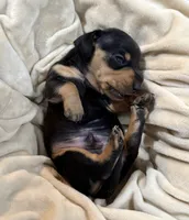 Ross, a male Dachshund for sale in Rome, GA – 5 of 10