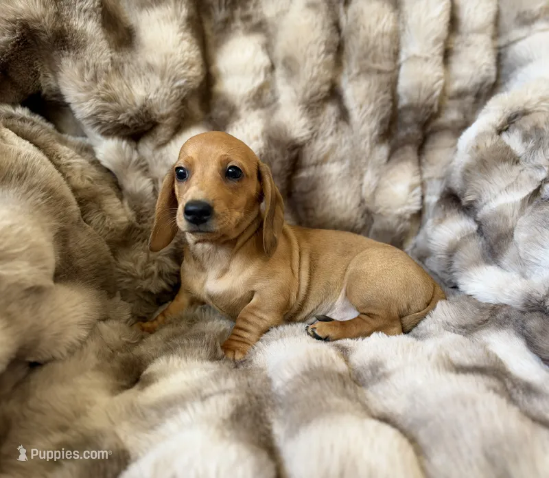 Carol – Dachshund puppy for sale in Rome, GA