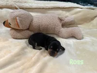 Ross, a male Dachshund for sale in Rome, GA – 9 of 10