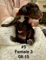 Monica, a female Dachshund for sale in Rome, GA – 8 of 10